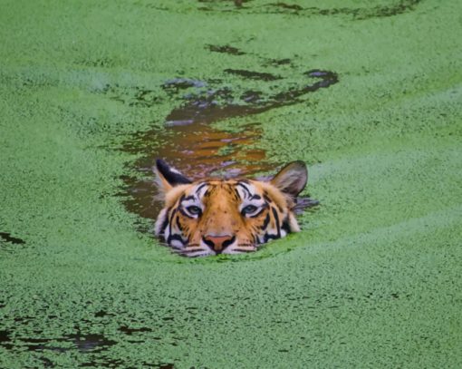 Wild Tiger In Swamp paint by numbers