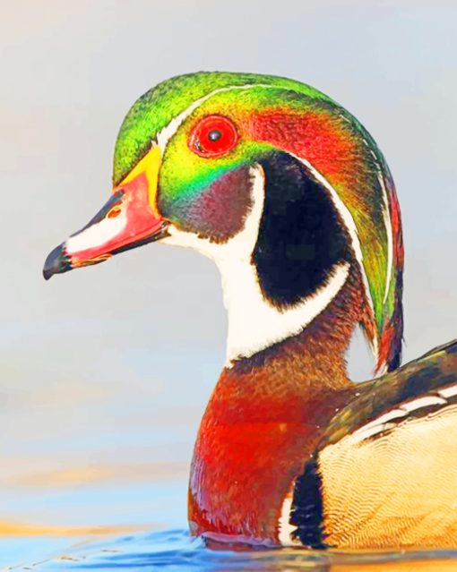 Wood Duck paint by numbers