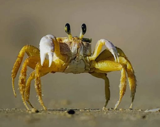Yellow And Brown Crab Standing On Gray Sand Beach paint by numbers