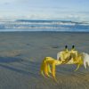 Yellow Crab On Beach paint by numbers