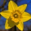 Yellow Daffodil Flower paint by numbers