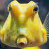 Yellow Fish Longhorn Cowfish Reef paint by numbers