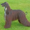 Afghan Hound Paint by numbers