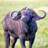 African Buffalo Animal Paint by numbers