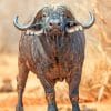 African Buffalo Paint By numbers