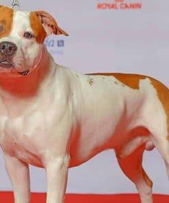 American Staffordshire Terrier Paint by numbers