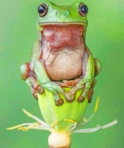 Australian Green Tree Frog Paint by numbers