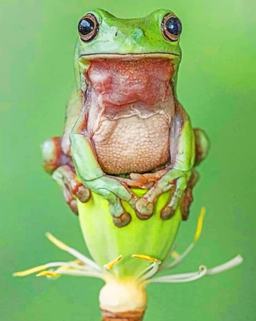 Australian Green Tree Frog Paint by numbers