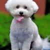 Bichon Frise Paint by numbers