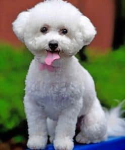 Bichon Frise Paint by numbers
