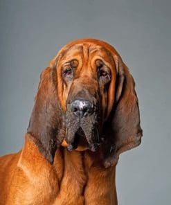 Bloodhound Paint by numbers