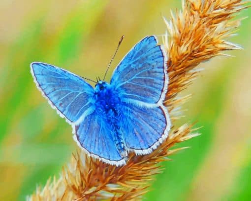 Blue Butterfly paint by numbers