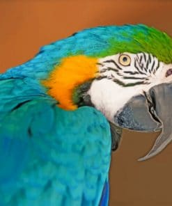 Blue And Yellow Macaw Paint by numbers