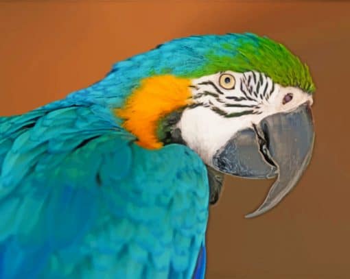 Blue And Yellow Macaw Paint by numbers