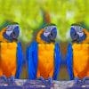 Blue And Yellow Macaws Paint by numbers