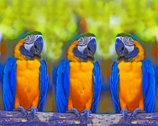 Blue And Yellow Macaws Paint by numbers