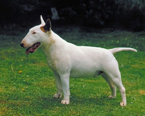 Bull Terrier Paint by numbers