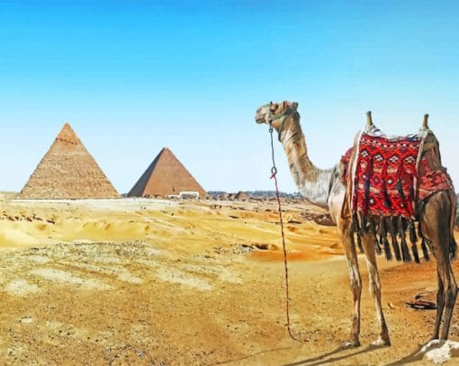 Camel In Egypt paint by numbers