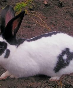 Checkered Giant Rabbit Paint by numbers