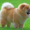 Chow Chow Paint by numbers