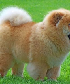 Chow Chow Paint by numbers