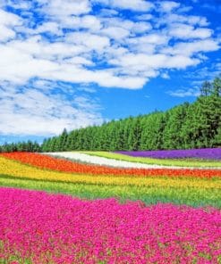 Colorful Field paint by numbers