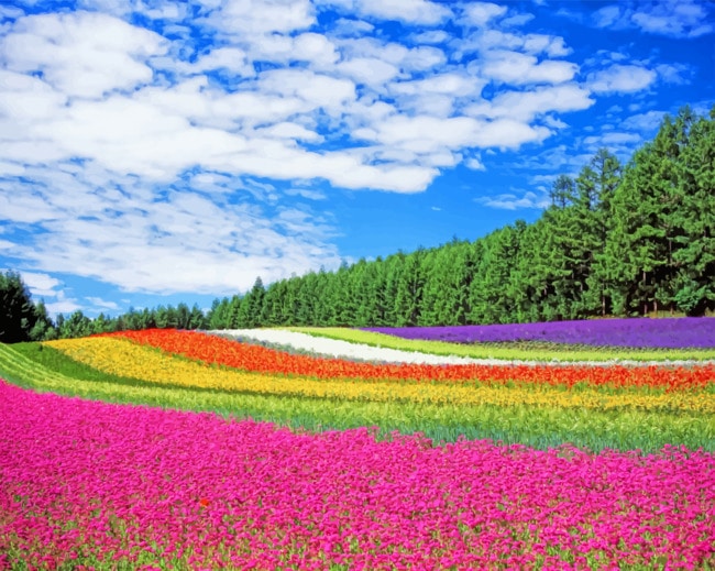 Colorful Field paint by numbers