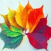 Colorful Leaves paint by numbers