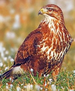 Common Buzzard Bird Paint by numbers