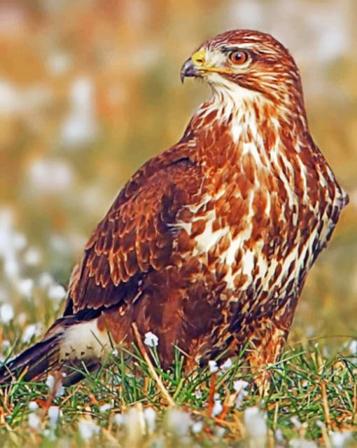 Common Buzzard Bird Paint by numbers