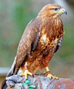 Common Buzzard Paint by numbers