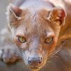 Fossa Paint by numbers