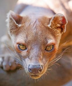 Fossa Paint by numbers