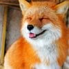 Happy Fox paint By Numbers