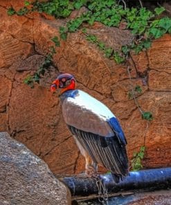 King Vulture paint by numbers