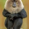 Lion Tailed Macaque paint by numbers