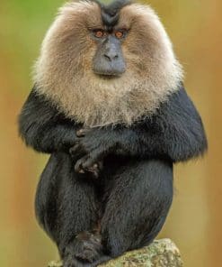 Lion Tailed Macaque paint by numbers