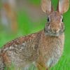 Mexican Cottontail Paint by numbers