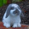 Mini Lop paint by numbers