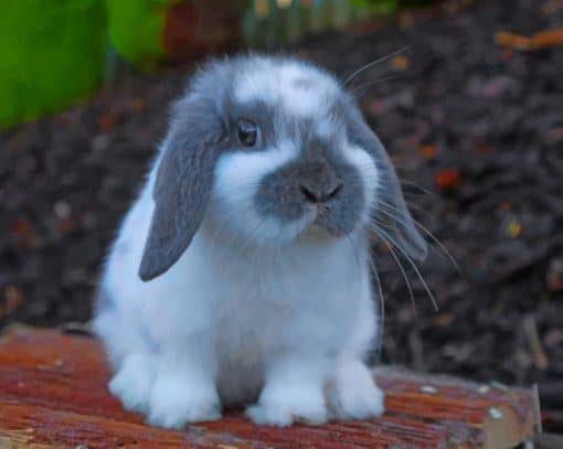 Mini Lop paint by numbers