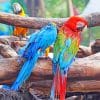 Multicolored Macaws paint by numbers