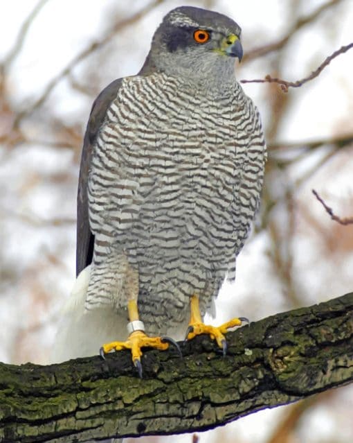 Northern Goshawk paint by numbers