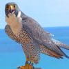 Peregrine Falcon Bird Paint by numbers