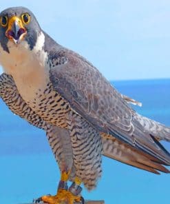 Peregrine Falcon Bird Paint by numbers