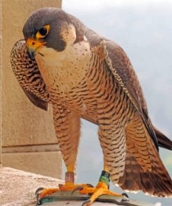 Peregrine Falcon Paint by numbers