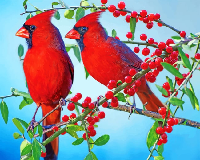 Red Cardinals paint by numbers