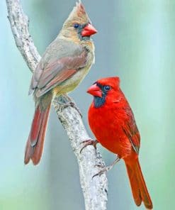 Red And Brown Birds paint by numbers