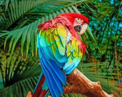 Red And Green Macaw Paint by numbers