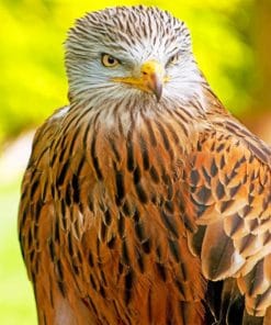 Red Kite paint by numbers