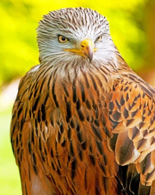 Red Kite paint by numbers